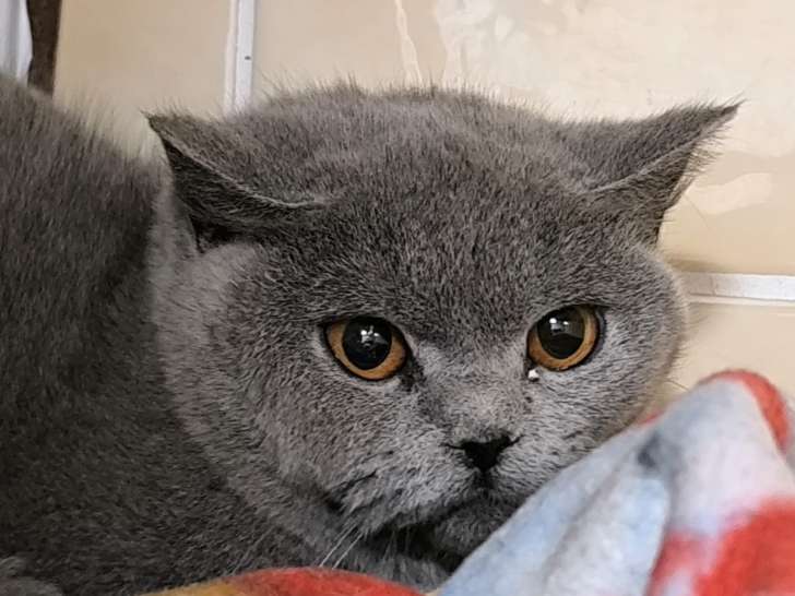 Gaia, jeune British Shorthair à adopter en association