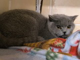 Gaia, jeune British Shorthair à adopter en association