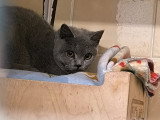 Gaia, jeune British Shorthair à adopter en association