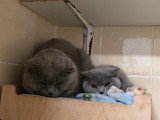 Gaia, jeune British Shorthair à adopter en association