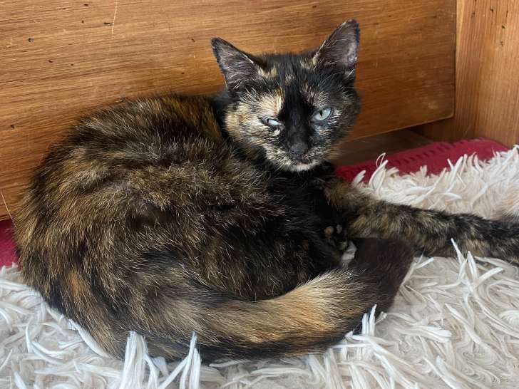 Stella, jeune chatte à adopter en association