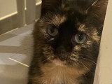 Stella, jeune chatte à adopter en association
