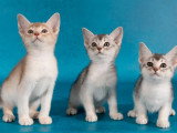 3 chatons Abyssin LOOF à réserver, 2 femelles bleu silver et 1 mâle fawn silver, nés en janvier 2025