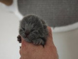 Chatonnes Scottish straight blue avec pedigree à vendre