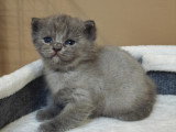 Chatonnes Scottish straight blue avec pedigree à vendre