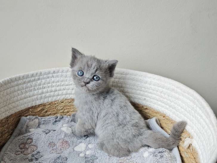 Chatonnes Scottish straight blue femelle