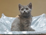 Chatonnes Scottish straight blue femelle