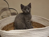 Chatonnes Scottish straight blue femelle