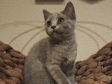 Chatonnes Scottish straight blue femelle