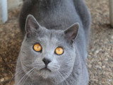 Mâle Chartreux LOOF adulte à vendre, castré, champion, né en octobre 2017