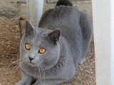 Mâle Chartreux LOOF adulte à vendre, castré, champion, né en octobre 2017