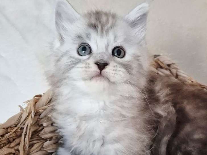 Chaton mâle Maine Coon LOOF à réserver, black silver blotched tabby, né en février 2026