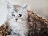 Chaton mâle Maine Coon LOOF à réserver, black silver blotched tabby, né en février 2026