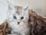 Chaton mâle Maine Coon LOOF à réserver, black silver blotched tabby, né en février 2026