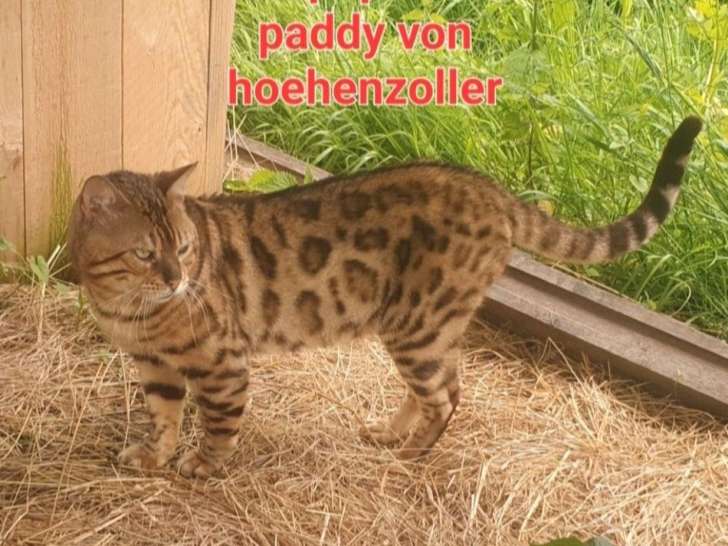 Mâle Bengal LOOF adulte à vendre, bon reproducteur, né en juin 2019