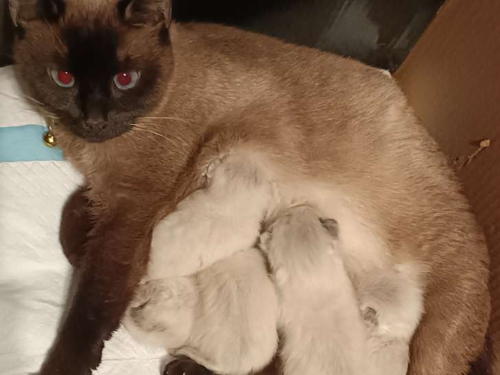 Chatons Siamois à vendre