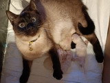 Chatons Siamois à vendre