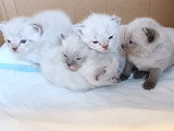 Chatons Siamois à vendre