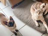 Chatons Siamois à vendre
