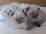 Chatons Siamois à vendre