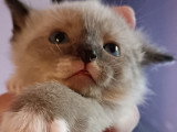 Chatons Siamois à vendre