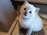 Chatons Siamois à vendre