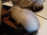 Chatons Siamois à vendre