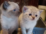 Chatons Siamois à vendre