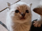 Chatons Siamois à vendre