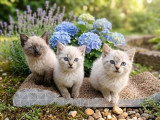 Chatons Siamois à vendre