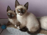 Chatons Siamois à vendre