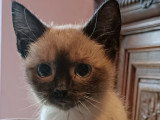 Chatons Siamois à vendre