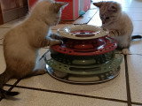 Chatons Siamois à vendre