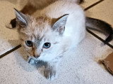 Chatons Siamois à vendre