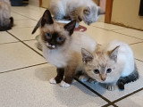 Chatons Siamois à vendre