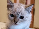 Chatons Siamois à vendre