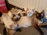 Chatons Siamois à vendre