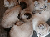 Chatons Siamois à vendre