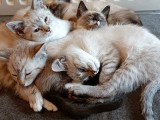 Chatons Siamois à vendre