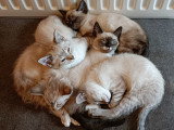 Chatons Siamois à vendre