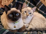Maman et Papa