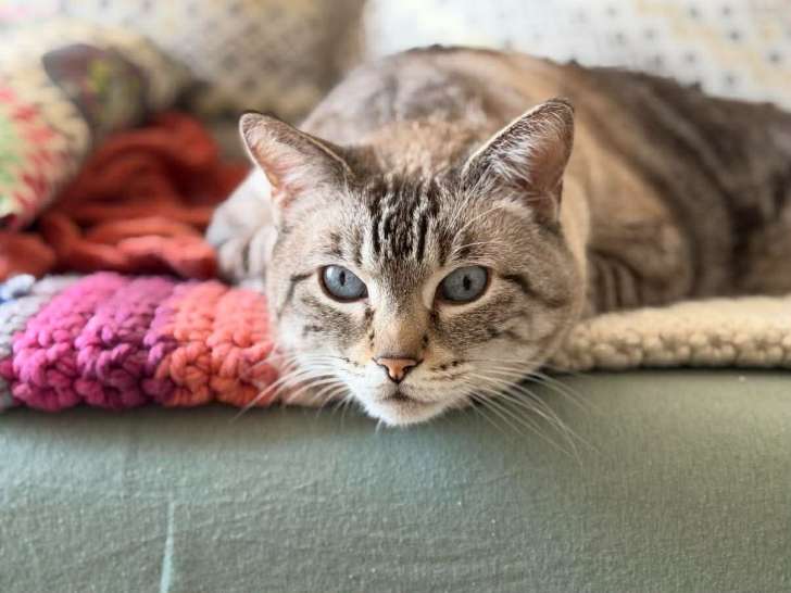 Booba, chat à adopter en association