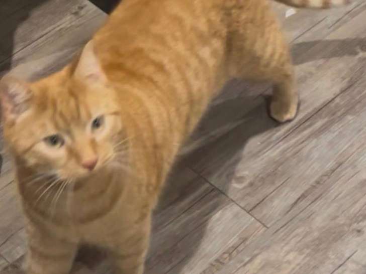 Caramel, chat à adopter en association