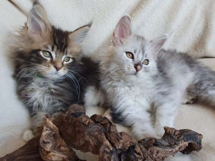 8 Chatons Maine Coon LOOF 3 Mois Réservation