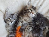 8 Chatons Maine Coon LOOF 3 Mois Réservation