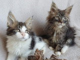 8 Chatons Maine Coon LOOF 3 Mois Réservation