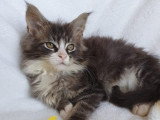 8 Chatons Maine Coon LOOF 3 Mois Réservation