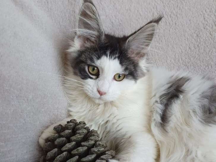 2 Mâles Maine Coon 4 Mois LOOF Anis & Angél Disponibles