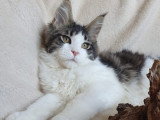 2 Mâles Maine Coon 4 Mois LOOF Anis & Angél Disponibles