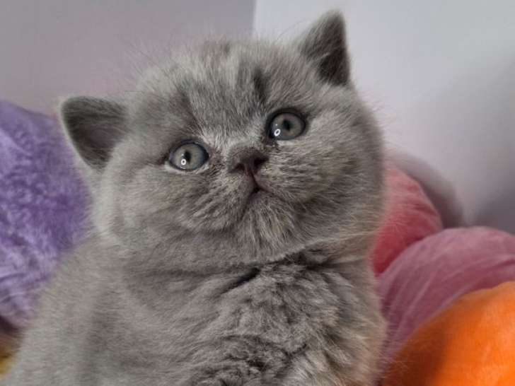 3 chatons mâles British Shorthair LOOF à réserver, nés en février 2026